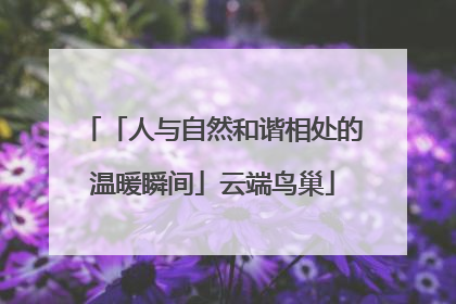 「人与自然和谐相处的温暖瞬间」云端鸟巢