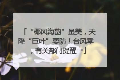 “椰风海韵”虽美，天降“巨叶”要防！台风季，有关部门提醒→