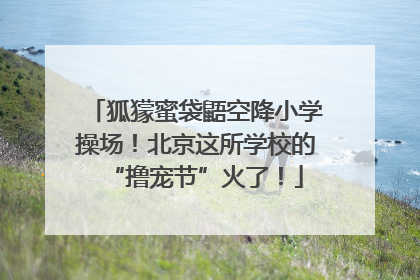 狐獴蜜袋鼯空降小学操场！北京这所学校的“撸宠节”火了！