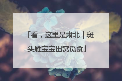 看，这里是肃北｜斑头雁宝宝出窝觅食