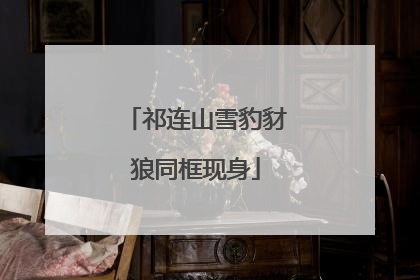祁连山雪豹豺狼同框现身