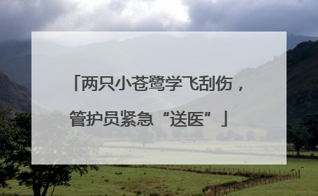 两只小苍鹭学飞刮伤，管护员紧急“送医”