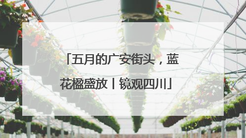 五月的广安街头，蓝花楹盛放丨镜观四川