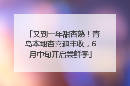 又到一年甜杏熟！青岛本地杏喜迎丰收，6月中旬开启尝鲜季