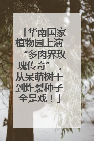 华南国家植物园上演“多肉界玫瑰传奇”，从呆萌树干到炸裂种子全是戏！
