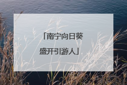 南宁向日葵盛开引游人