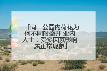 同一公园内荷花为何不同时盛开 业内人士：受多因素影响 属正常现象