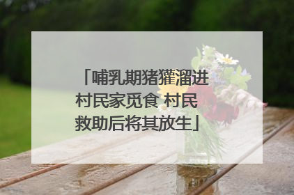 哺乳期猪獾溜进村民家觅食 村民救助后将其放生