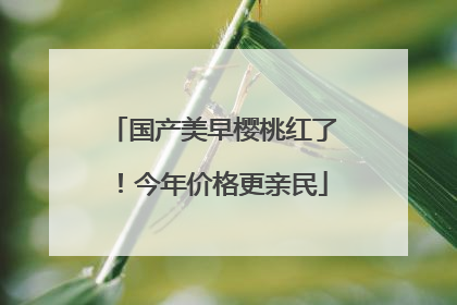 国产美早樱桃红了！今年价格更亲民