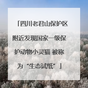 四川老君山保护区附近发现国家一级保护动物小灵猫 被称为“生态试纸”
