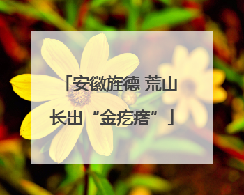 安徽旌德 荒山长出“金疙瘩”