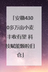 安徽4300多万亩小麦丰收有望 科技赋能颗粒归仓