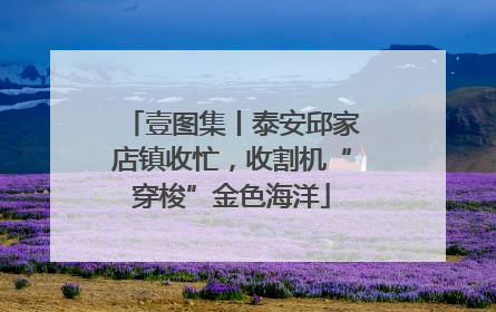 壹图集丨泰安邱家店镇收忙，收割机“穿梭”金色海洋