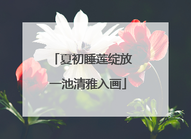 夏初睡莲绽放 一池清雅入画