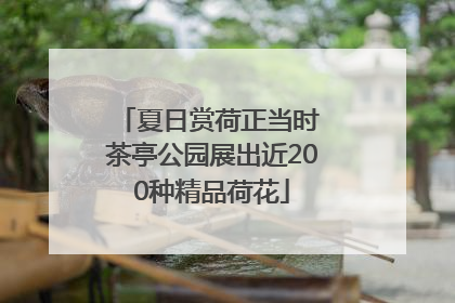 夏日赏荷正当时 茶亭公园展出近200种精品荷花