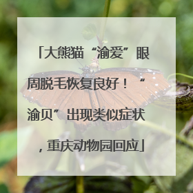 大熊猫“渝爱”眼周脱毛恢复良好！“渝贝”出现类似症状，重庆动物园回应