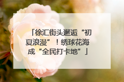 徐汇街头邂逅“初夏浪漫”！绣球花海成“全民打卡地”
