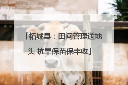 柘城县：田间管理送地头 抗旱保苗保丰收