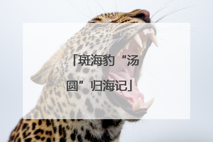 斑海豹“汤圆”归海记