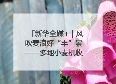 新华全媒+｜风吹麦浪好“丰”景——多地小麦机收一线见闻