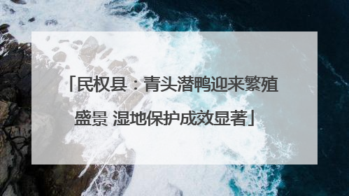 民权县：青头潜鸭迎来繁殖盛景 湿地保护成效显著