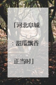 河北阜城：甜瓜飘香正当时