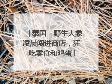 泰国一野生大象凌晨闯进商店，狂吃零食和鸡蛋