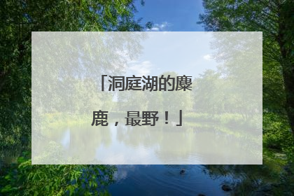 洞庭湖的麋鹿，最野！
