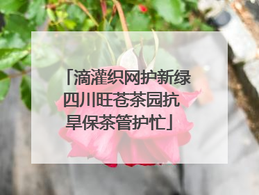 滴灌织网护新绿 四川旺苍茶园抗旱保茶管护忙