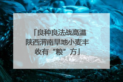 良种良法战高温 陕西渭南旱地小麦丰收有“粮”方