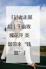 记者走基层｜千亩玫瑰花开 美景带来“钱景”