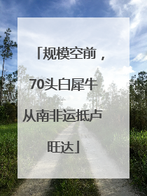 规模空前，70头白犀牛从南非运抵卢旺达