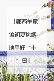 郧西羊尾镇初夏烤烟地里好“丰”景