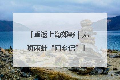 重返上海郊野｜无斑雨蛙“回乡记”