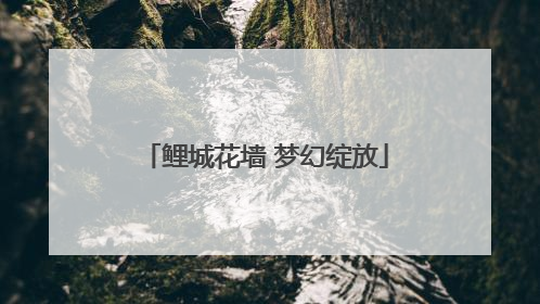 鲤城花墙 梦幻绽放