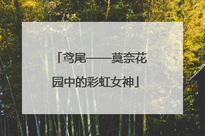 鸢尾——莫奈花园中的彩虹女神