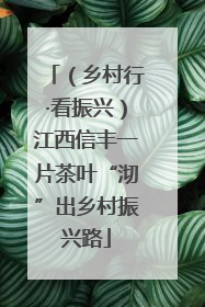 （乡村行·看振兴）江西信丰一片茶叶“沏”出乡村振兴路